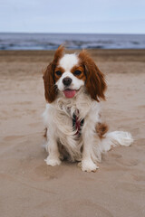 cavalier king charles spaniel dog