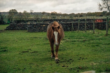 Caballo, Horse, Yegua, Potro