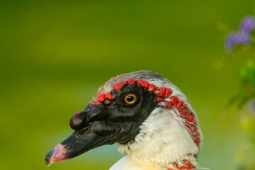 cabeza pato