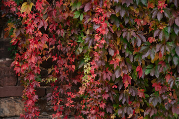 Stone wall with red ivy