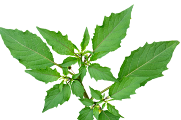 Close up of the green leaf buds of Ground Cherry (Physalis pruinosa) with jagged edges with detailed leaf outline