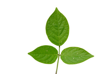 Naklejka na ściany i meble Close up of green and heart-shaped vine leaves with detailed leaf outline