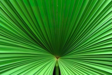 Obraz premium Palm leaf background
