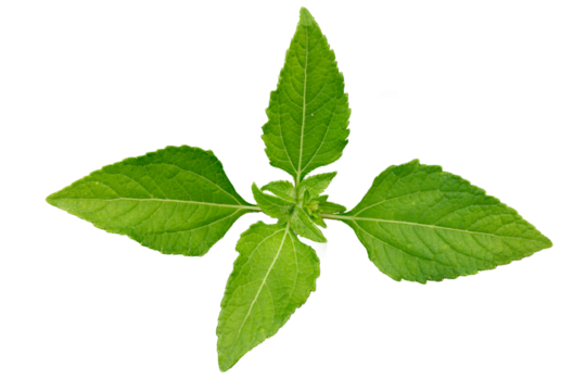 Close up of green Sumpweed leaf shoots and jagged edges with detailed leaf outline