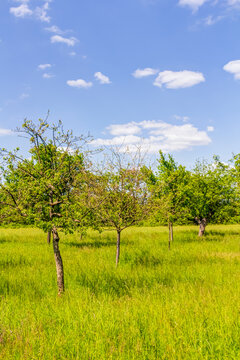 Streuobstwiese mit Apfelbäumen im Frühling