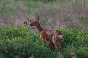A beautiful animal portrait of a Roe Deer shortly after sunrise