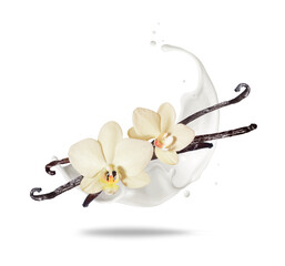 Dried vanilla sticks with flowers in dairy splashes close up on a white background