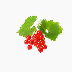 Red currant and green leaf isolated on white background