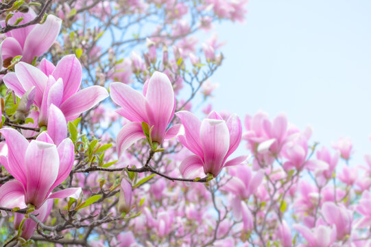 Magnolia flowers with elegant pink petals blooming in spring fabulous green garden, mysterious fairy tale springtime floral sunny background with magnoliaceae bloom, beautiful nature park landscape.