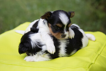 Two puppies of breed Biewer Terrier on a green background.