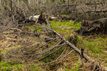 dried trees without leaves in an abandoned forest