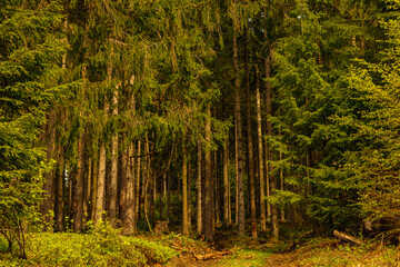Forest background. Dark forrest nature view landscape