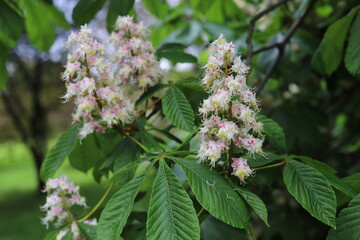 Branches of blooming chestnut. Horse chestnut, Aesculus hippocastanum, Conker tree.