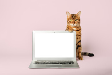 Cat in a shirt and tie with a laptop on the background.