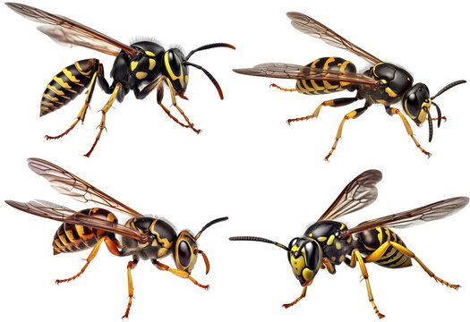 Close up of Wasp insect isolated on clear background, yellow and black color on body, yellow jacket  predators of pest insects, with Generative AI.