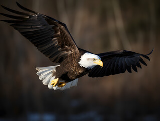 Majestic Eagle flying in the nature