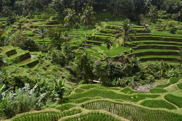 Tarasy ryżowe niedaleko miasta Ubud w centralnej części wyspy Bali w Indonezji - 603765021