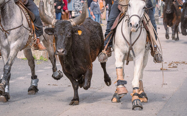 Bandido et abrivado dans une rue de village dans le sud de la France. Taureau de Camargue en...