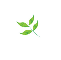 Natural leaf logo or illustration or flat logo