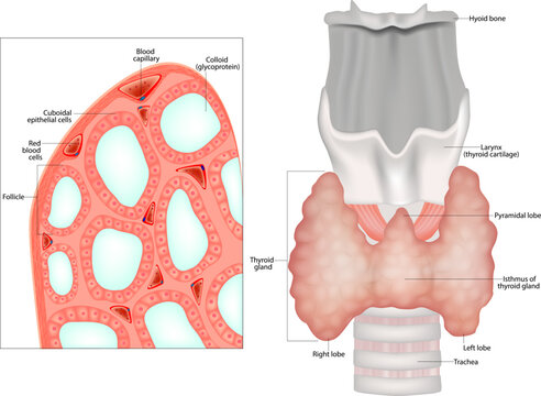 Structure thyroid gland. Histological structure of Thryoid follicle thyroid or epithelial cells or thyrocytes