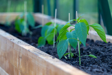 Green fresh plant planted in soil with support stick in greenhouse
