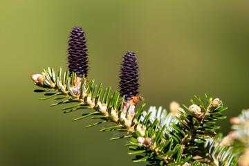 Small fresh baby cones on a pine tree branch