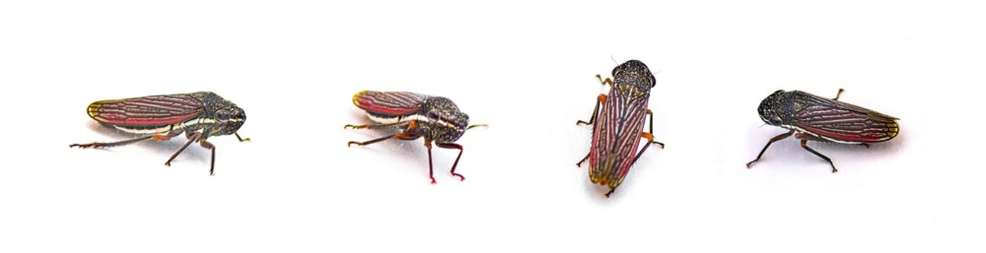 Cuerna costalis - Lateral lined Sharpshooter is a species of Cicadomorpha in the family leafhoppers. They are diurnal. isolated on white background four views