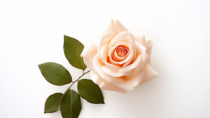 Beautiful rose on white background, generative ai