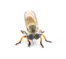 robberfly or robber fly - one of the three species of Megaphorus. clausicellus, laphroides or minutus. isolated on white background.  front view