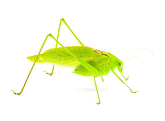 Beautiful lime green male Florida katydid - amblycorpha uhleri either longinicta or arenicola. Brown saddle called stridulatory file visible.  Isolated on white background side profile view
