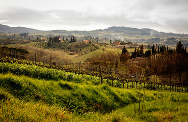 Fototapeta na wymiar Tuscany vineyard landscape at spring.