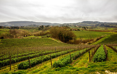 Fototapeta na wymiar Tuscany vineyard landscape at spring.