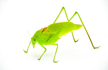 Beautiful lime green male Florida katydid - amblycorpha uhleri either longinicta or arenicola. Brown saddle called stridulatory file visible.  Isolated on white background front side profile view