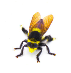 Beautiful southern bee killer robber fly - Mallophora orcina - large fuzzy and furry yellow and...