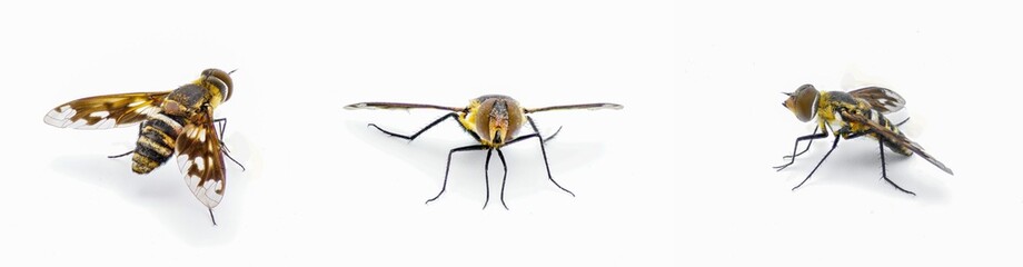 Lesser Bee Fly - Exoprosopa fascipennis - Florida version of common species of hoverfly or hover fly.  isolated on white background three views