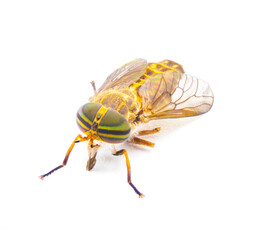 striped horse fly - Tabanus lineola - is a species of biting horse-fly. It is known from the eastern and southern United States and the Gulf coast of Mexico isolated on white background face view