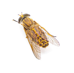 striped horse fly - Tabanus lineola - is a species of biting horse-fly. It is known from the eastern and southern United States and the Gulf coast of Mexico isolated on white background top view