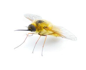 parasitic bee for hover fly - Systoechus solitus - wing iridescent color, blonde fuzzy furry yellow cream colored.  isolated on white background front side view