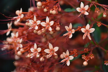 Kolorowe egzotyczne kwiaty w Azji południowo wschodniej - 603768088