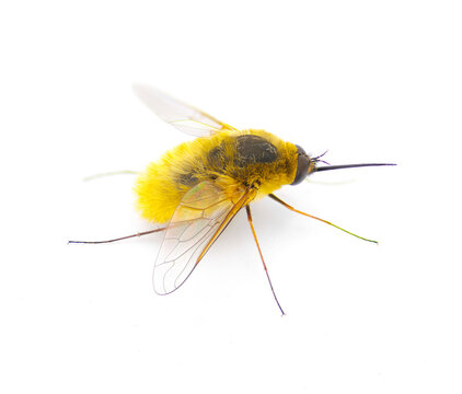 parasitic bee for hover fly - Systoechus solitus - wing iridescent color, blonde fuzzy furry yellow cream colored.  isolated on white background side top dorsal view