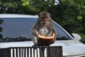 Małpy w Azji - Bali Indonezja - 603768233