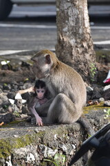 Mama małpa wraz z dzieckiem małpką w poszukiwaniu jedzenia na jednym z parkingów na egzotycznej wyspie Bali w Indonezji - 603768493
