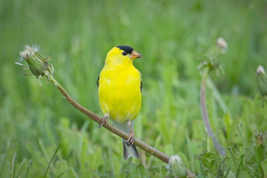 Cute goldfinch perched on a dadelion.