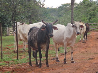 Fototapeta premium cows in the field