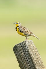 Western meadowlark on a fence post.