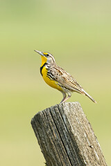Bright colors of a western meadowlark.