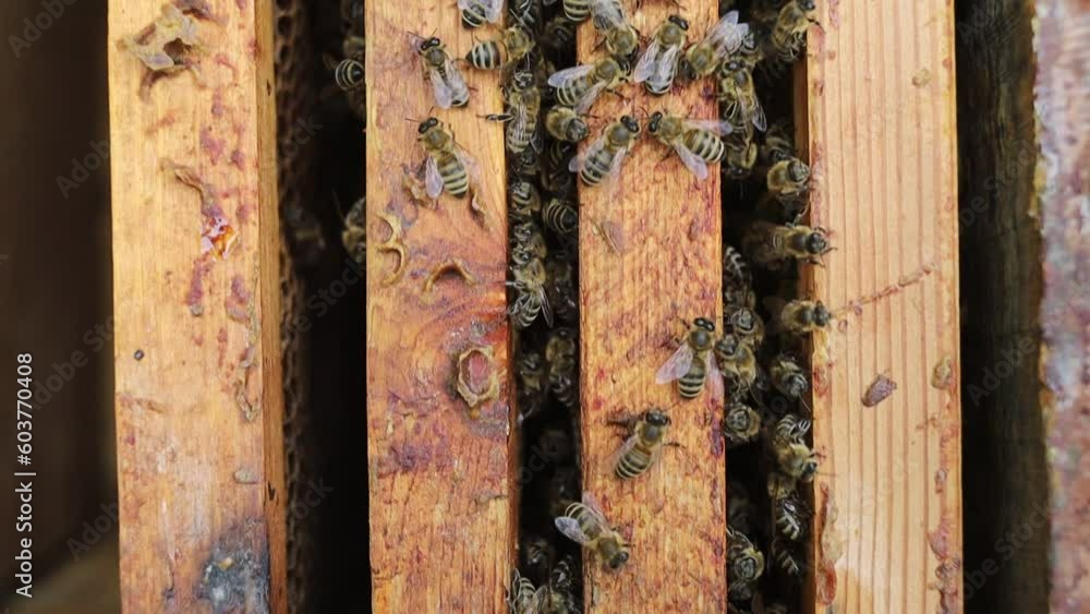 Poster many bees on a frame in an apiary.