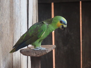 blue and yellow macaw