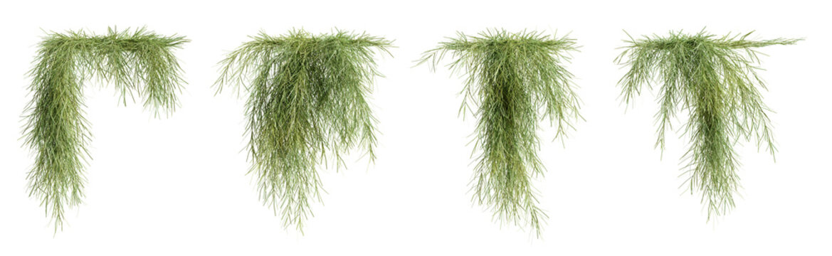 Set of Casuarina Glauca creeper plants, isolated on transparent background. 3D render.
