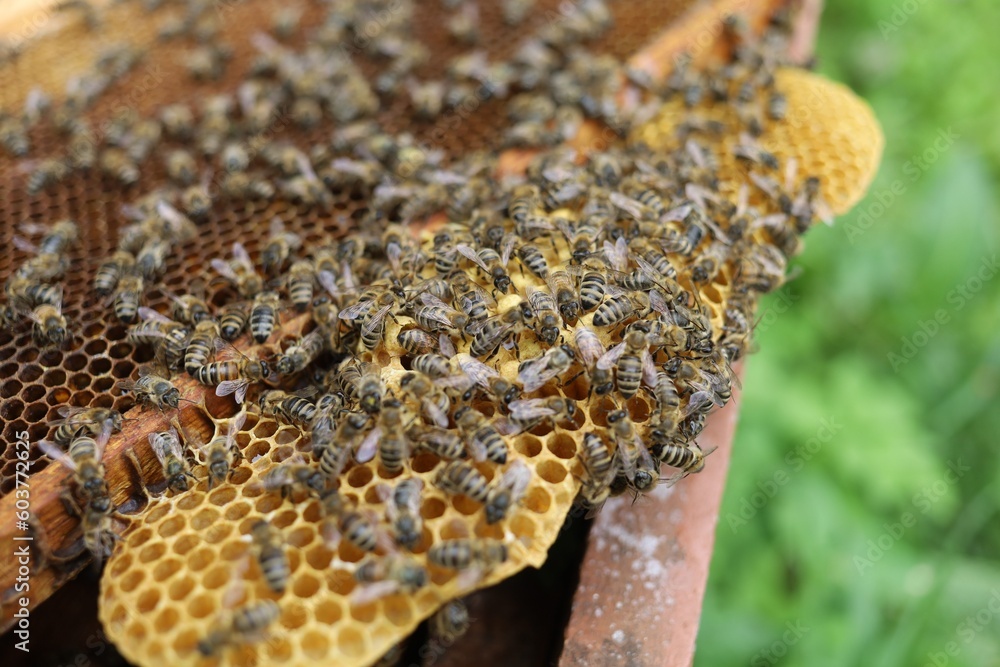 Poster many bees on a frame in an apiary.